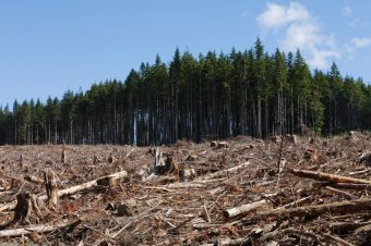 В лесных зонах разрешат строить больше