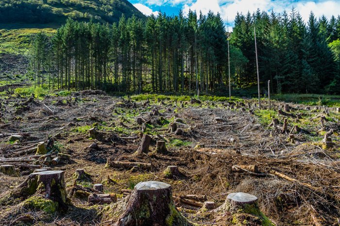 Новый закон разрешит застроить леса жильем