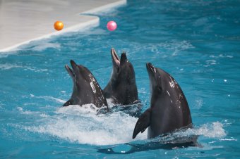 В Самаре планируют построить дельфинарий