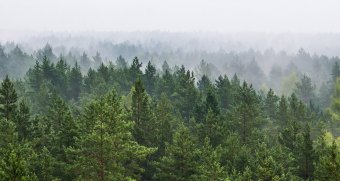 В России может появится реестр недобросовестных правообладателей лесных участков